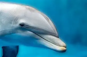 Image for Dolphins: The Intelligent and Playful Ocean Dwellers