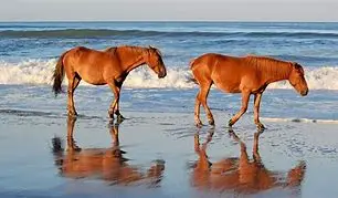 Image of Exploring the Enchanting Outer Banks: Beaches, History, and Wild Horses