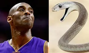 Image of Kobe Bryant: The Legacy of the Black Mamba