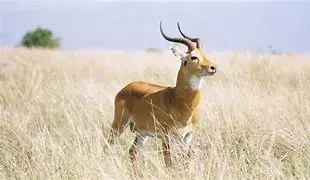 Image of The Kob: An Elegant Antelope of the African Savanna