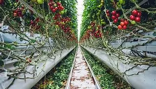 Image of The Quiet Rise of Vertical Farming: Food Revolution or Expensive Fad?